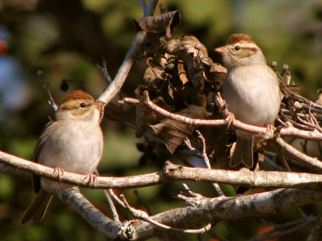 Chipping Sparrow