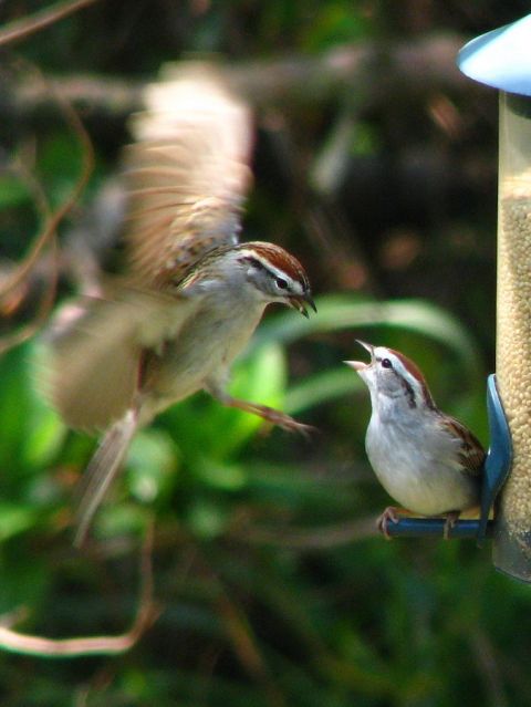 Chipping Sparrows