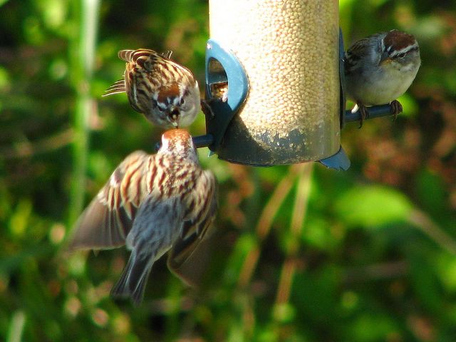 Chipping Sparrows
