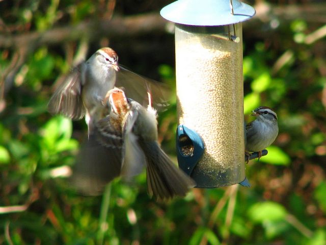 Chipping Sparrows