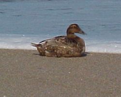 Common Eider