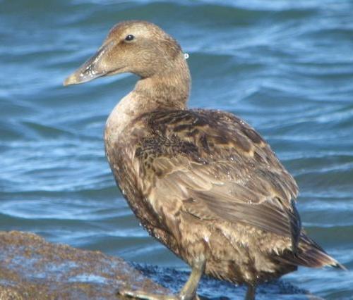 Common Eider