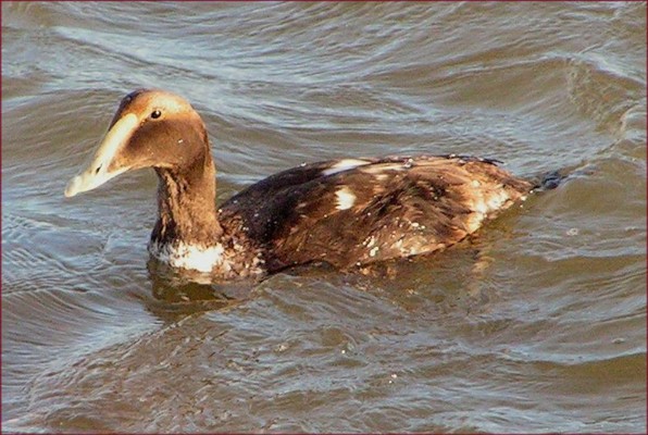 Common Eider