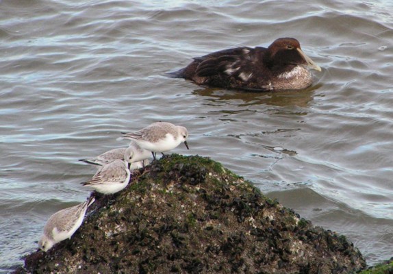 Common Eider and Sanderlings