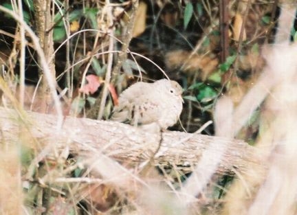 Common Ground-Dove