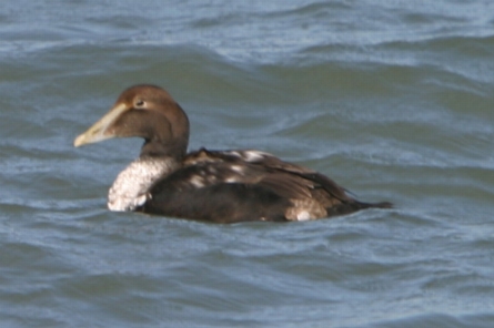 Common Eider