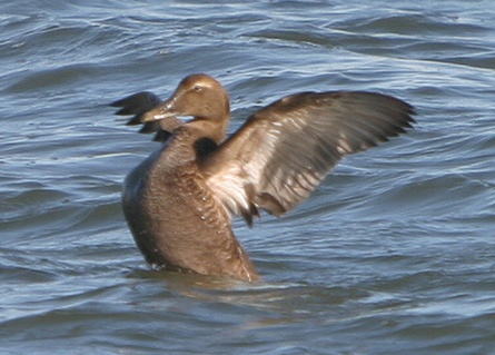 Common Eider