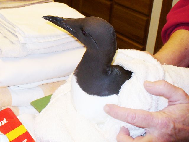 Common Murre