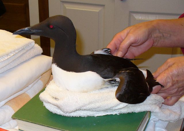 Common Murre