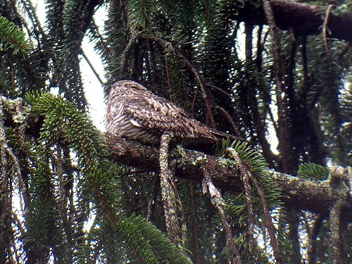 Common Nighthawk