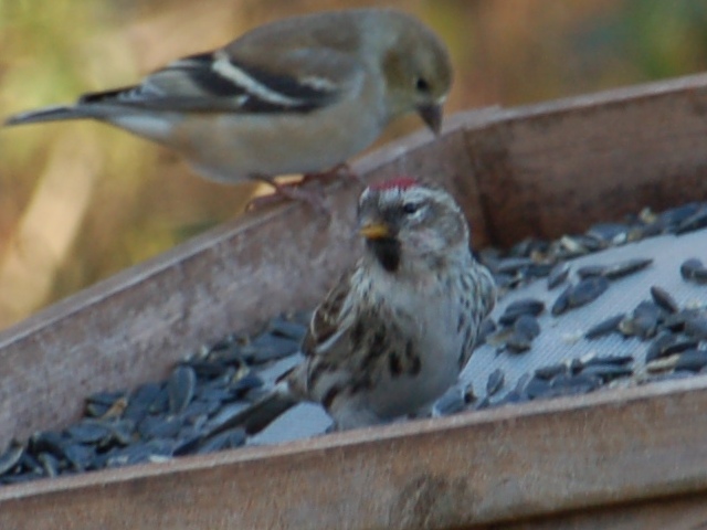 Common Redpoll