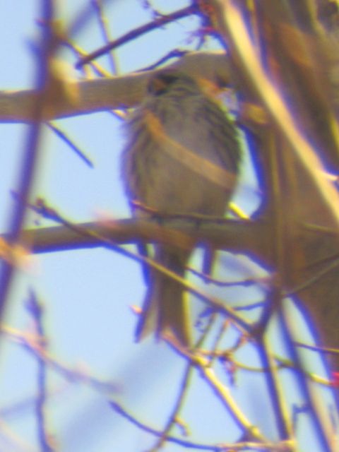 Common Redpoll