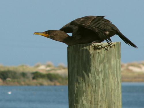 Double-crested Cormorant