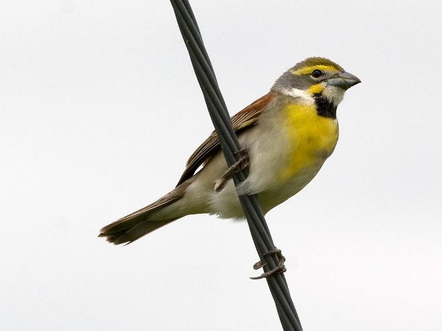 Dickcissel