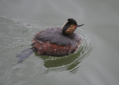 Eared Grebe