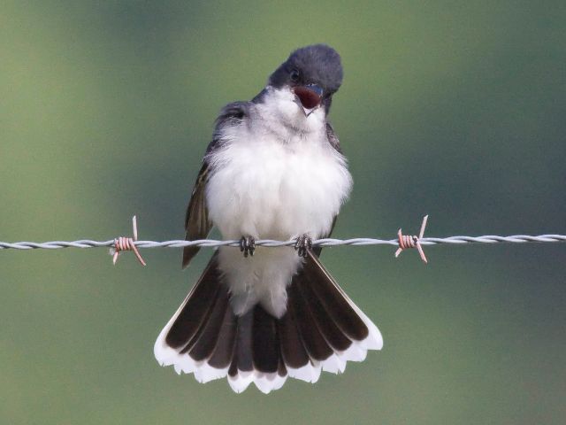 Eastern Kingbird