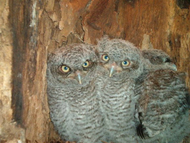 Eastern Screech-Owl
