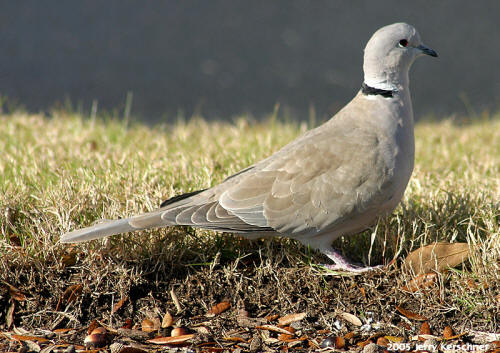 Eurasian Collared-Dove