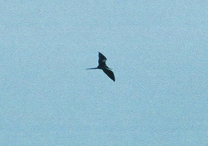 juvenile Magnificent Frigatebird