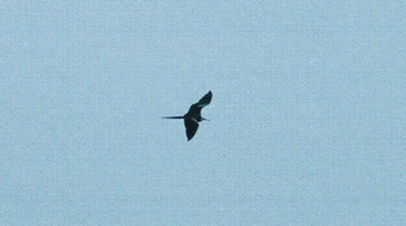 juvenile Magnificent Frigatebird