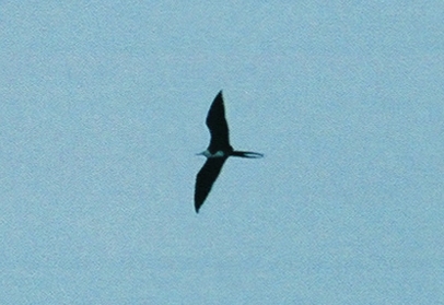 juvenile Magnificent Frigatebird