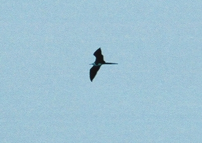 juvenile Magnificent Frigatebird