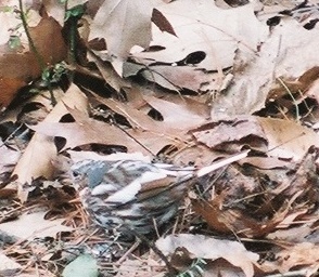 Fox Sparrow