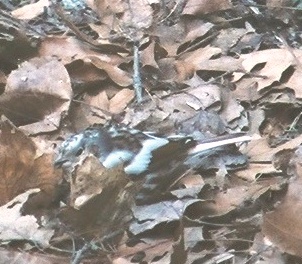 Fox Sparrow