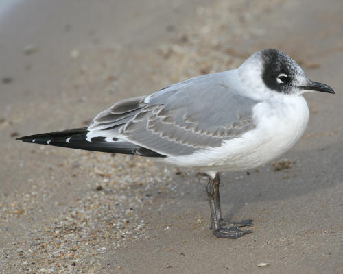 Franklin's Gull