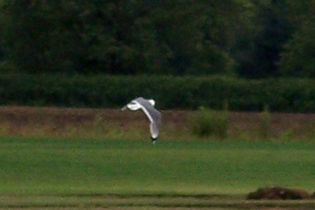 Franklin's Gull