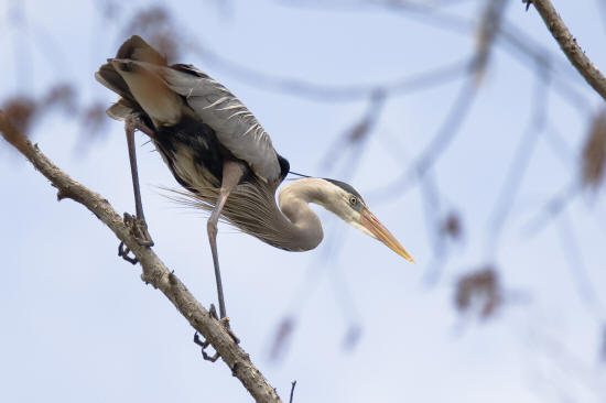 Great Blue Heron