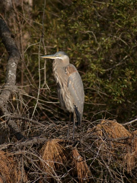 Great Blue Heron