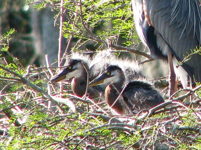 Great Blue Heron