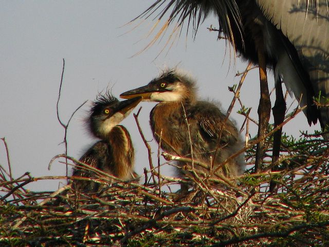 Great Blue Heron