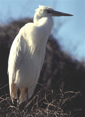 Great White Heron