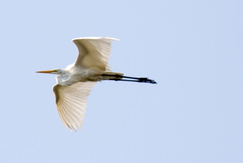Great Egret