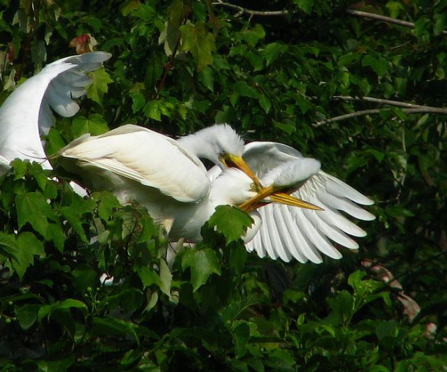 Great Egret