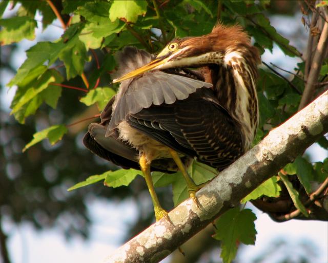 Green Heron
