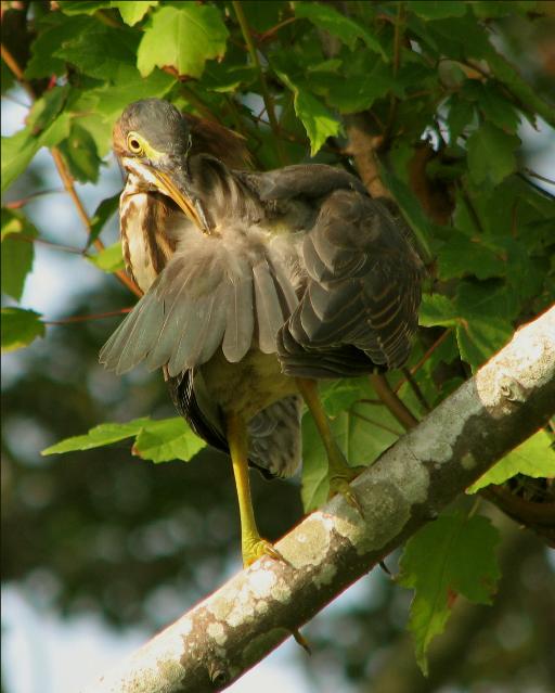 Green Heron