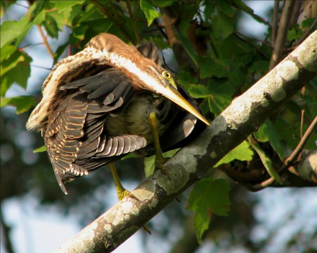 Green Heron