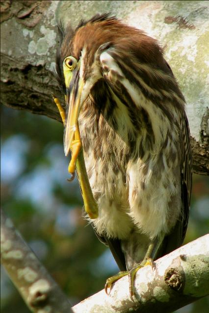 Green Heron