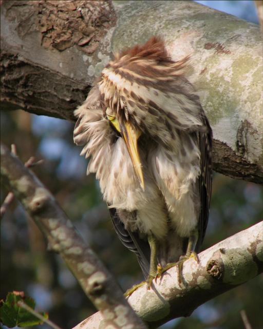 Green Heron