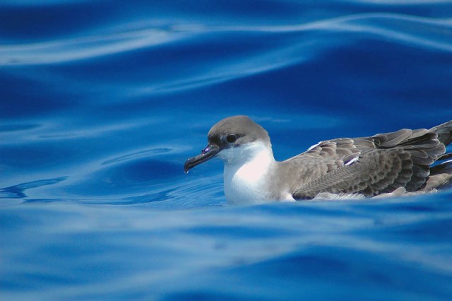 Greater Shearwater