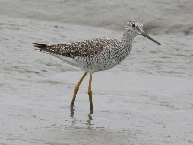 Greater Yellowlegs