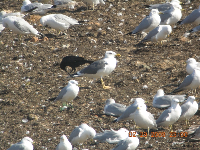 Mystery Gull