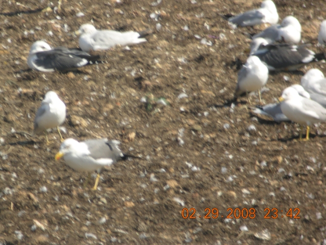 Mystery Gull