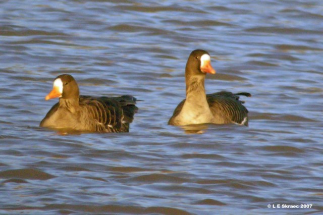 Greater White-fronted Goose