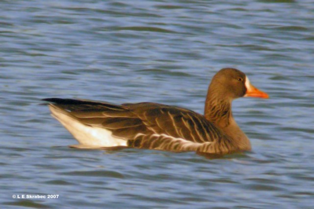 Greater White-fronted Goose