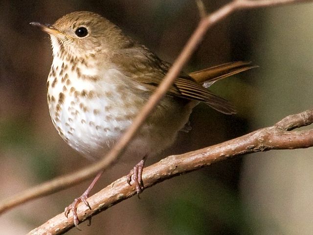 Hermit Thrush