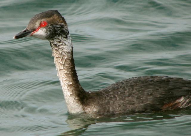 Horned Grebe